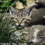 Hipolito Wunsch Profile Picture