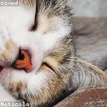 Veda Witting Profile Picture