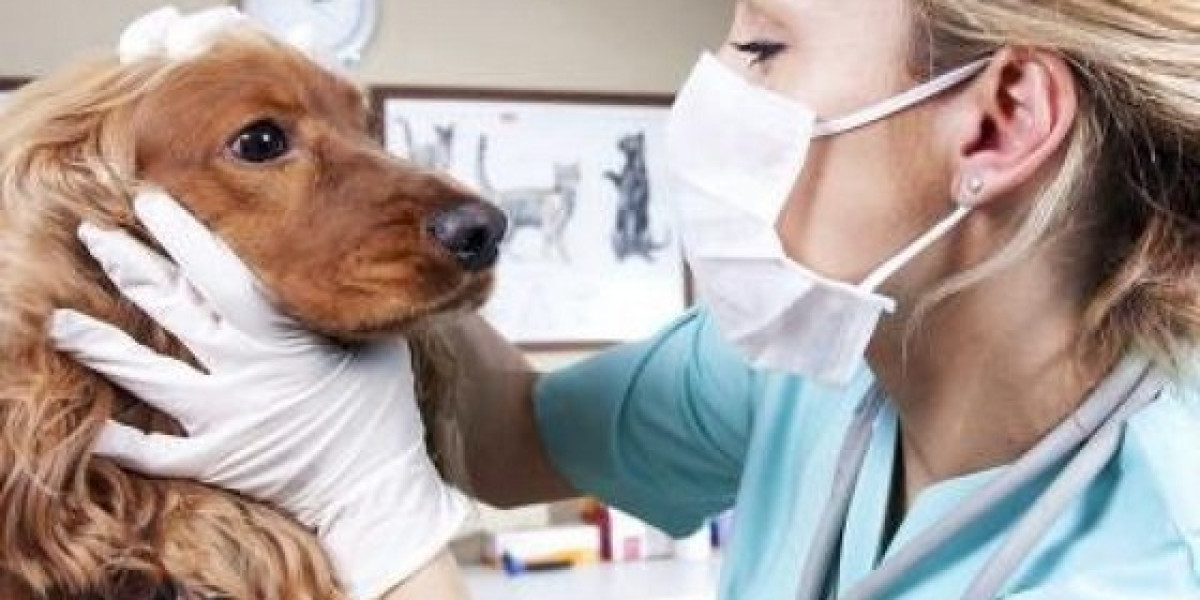 Liver Disease in Dogs: Causes, Symptoms, & Treatment