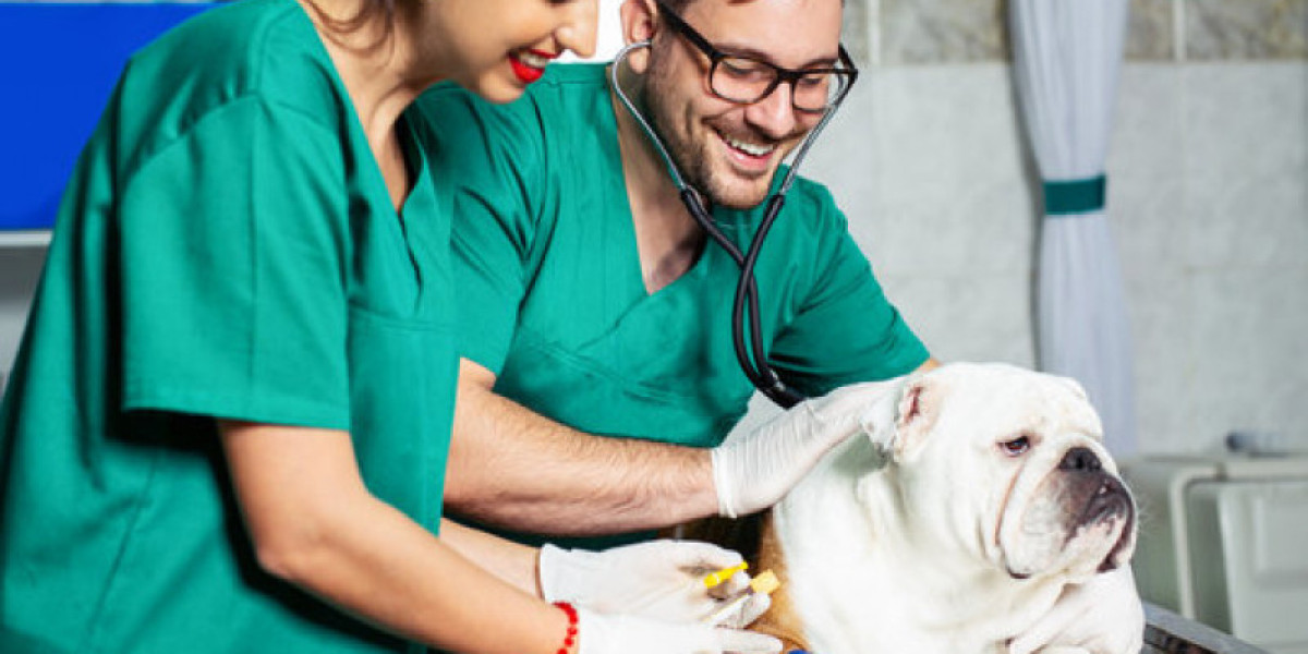 What Does it Mean if a Dog has Elevated Liver Values?