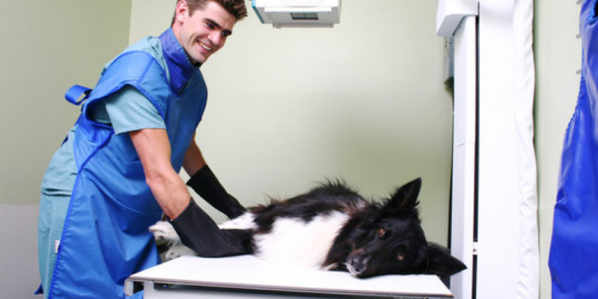 Understanding Creatinine Levels in Dogs: Indications of Kidney Failure