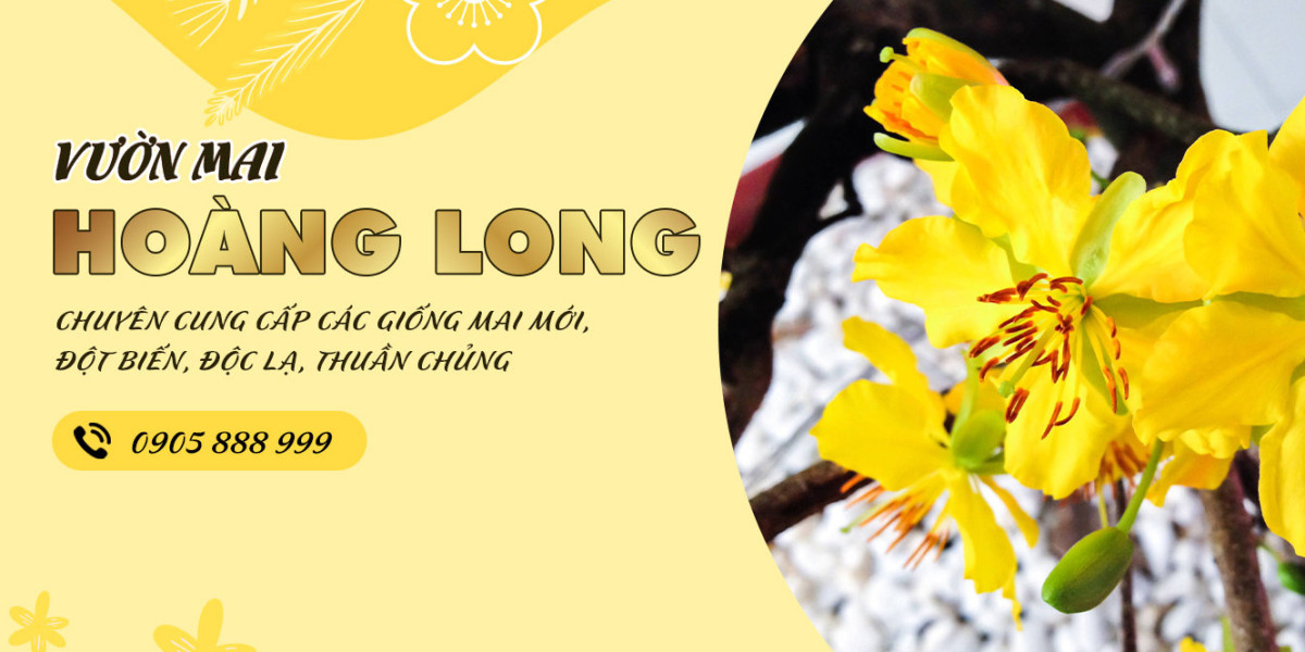 Cách Chăm Sóc Mai Vàng Cho Người Mới Chơi Mai