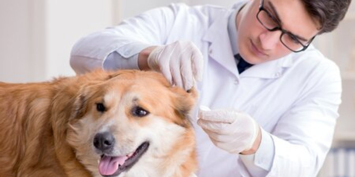 Healthy Liver Treats for Dogs Things You Must Not Miss Out