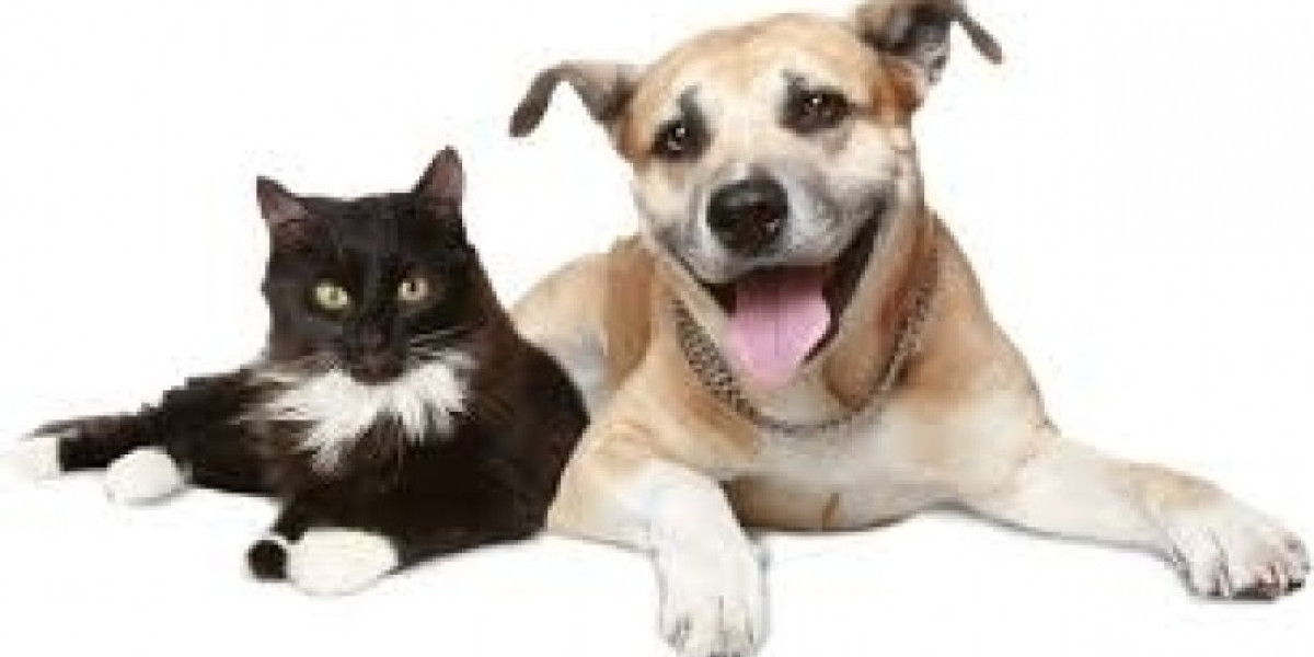 ¿Qué radiografías de tórax debería tomar: DV o VD? Blog de CE veterinaria de VetGirl