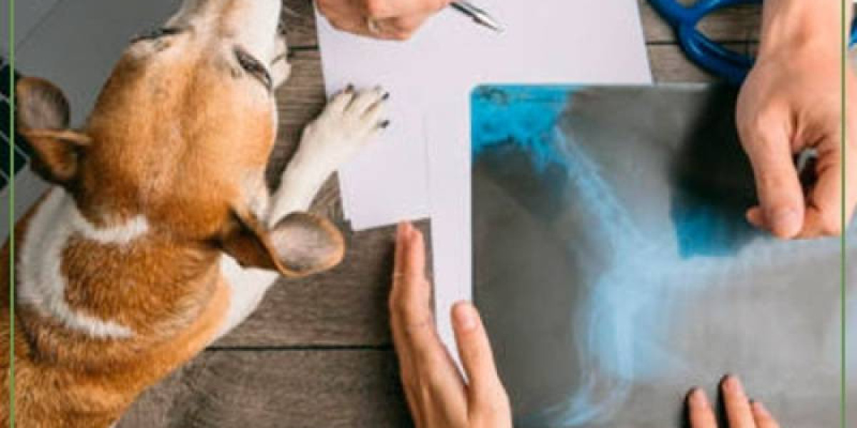 Congestive Heart Failure in Dogs: What You Need to Know