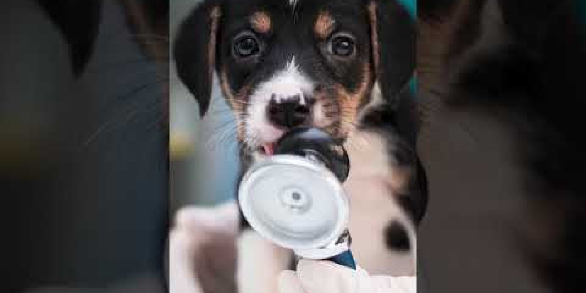 Dogs and Heart Disease: An Overview
