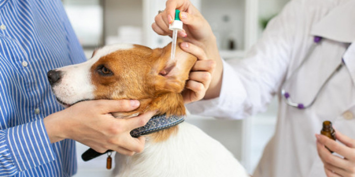 Heart Disease in Dogs Dog Cardiologist