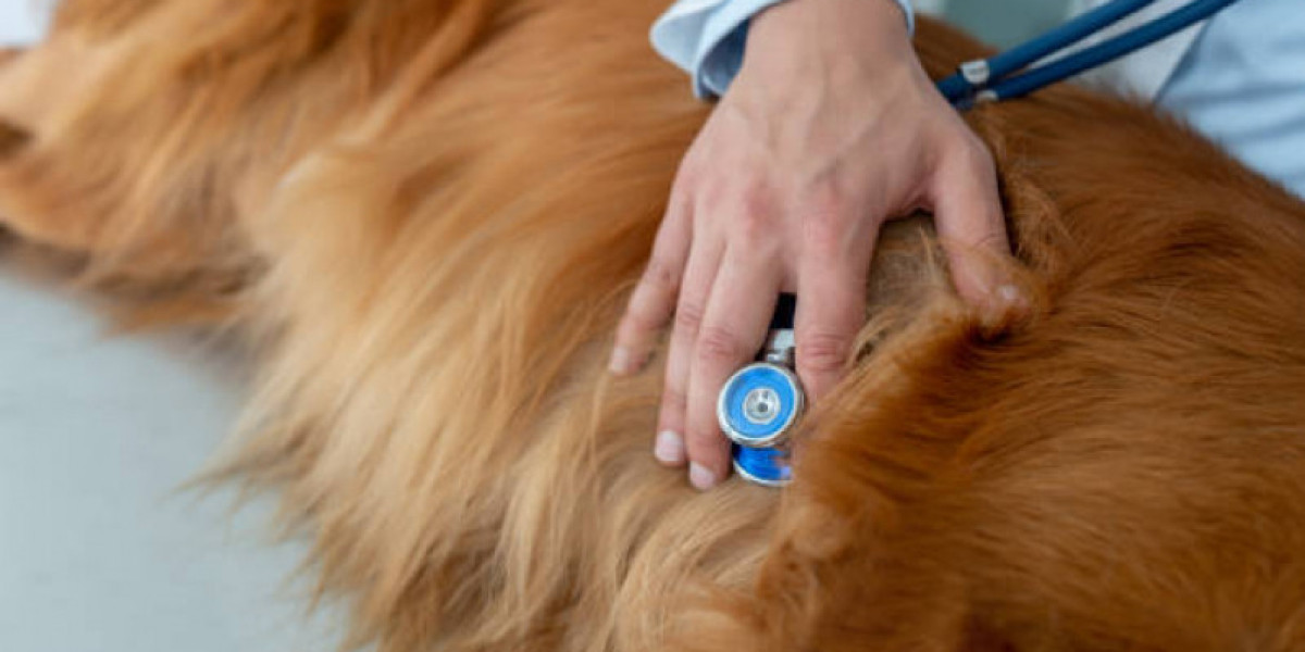 Heart Failure in Dogs: 6 Practical Tips From Veterinary Cardiologists