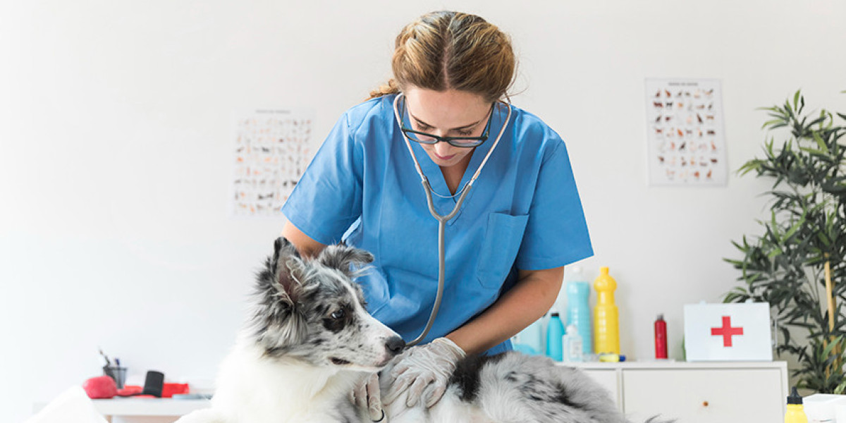 Insuficiencia cardíaca en perros: ¿Qué causa?